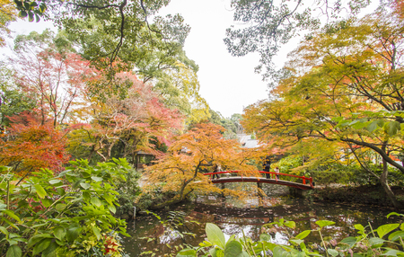 Autumn tints in Japan