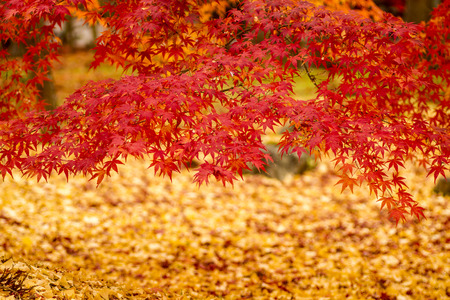 Autumn tints in Japanの写真素材