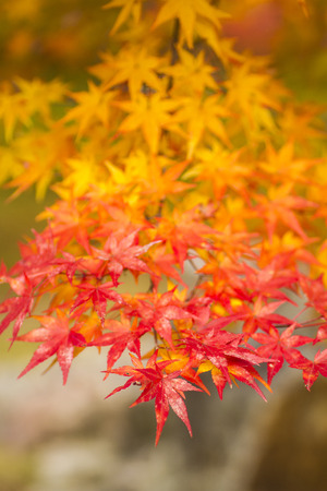 Autumn tints in Japanの写真素材