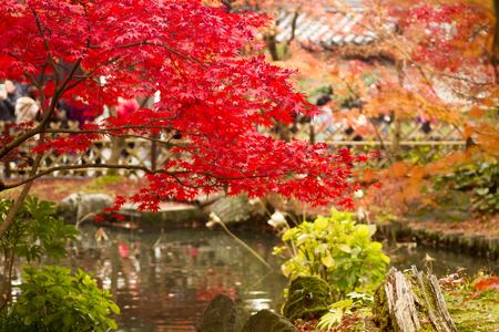 Autumn tints in Japanの写真素材