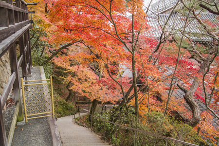 Autumn tints in Japanの写真素材