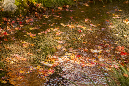 Autumn tints in Japan