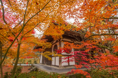 Autumn tints in Japanの写真素材
