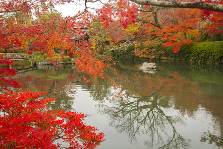 Autumn tints in Japan
