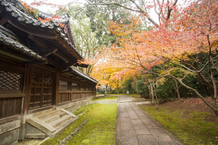 Autumn tints in Japanの写真素材