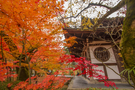 Autumn tints in Japanの写真素材