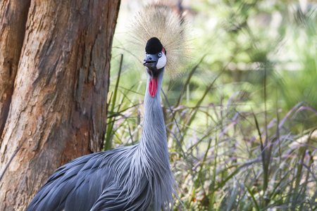 Beautiful grey crowned crane in the zooの写真素材