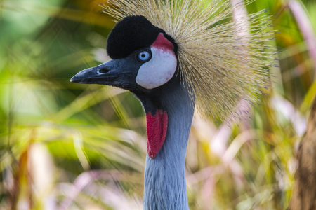 Portrait of beautiful Grey crowned craneの写真素材