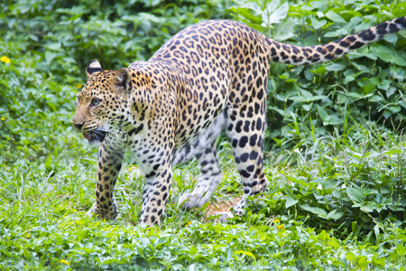 Beautiful leopard in the zooの写真素材