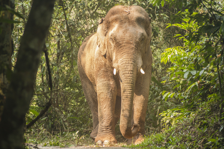 Asia elephant in natureの写真素材