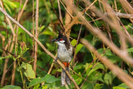 Red-whiskered Bulbul (Pycnonotus jocosus) birdsong.