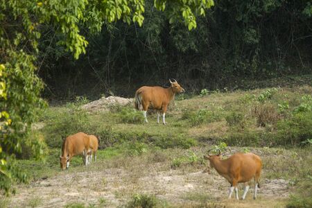 Wild Banteng in Thailand park reservedの写真素材