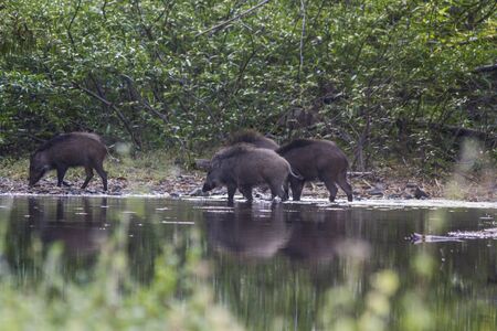 Wild boar (Sus scrofa) in summerの写真素材