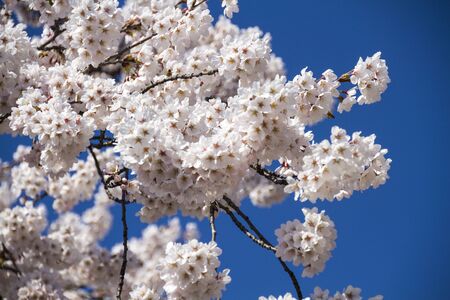 spring cherry flowers blossoms in Japanの写真素材
