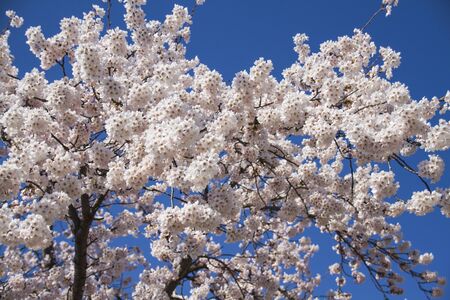 spring cherry flowers blossoms in Japanの写真素材