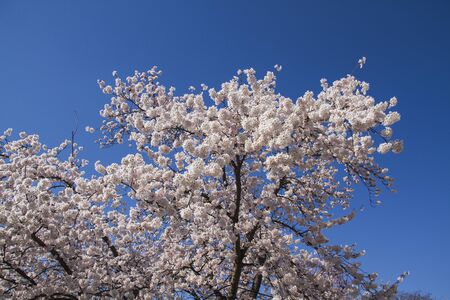 spring cherry flowers blossoms in Japanの写真素材