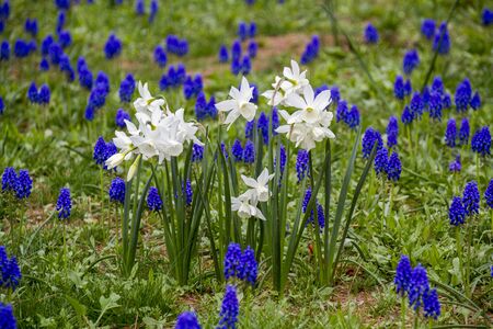 Group of colorful tulip. Soft selective focus, tulip close up, toning. Bright colorful tulip photo backgroundの写真素材