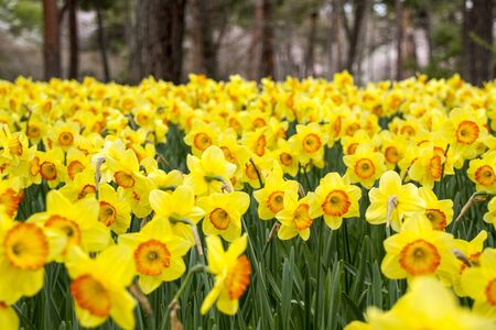 Group of colorful tulip. Soft selective focus, tulip close up, toning. Bright colorful tulip photo backgroundの写真素材