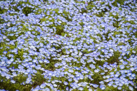Nemophila, a flower that blooms in springの写真素材