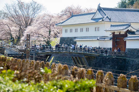 spring cherry flowers blossoms in Japanのeditorial素材