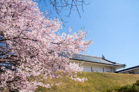 spring cherry flowers blossoms in Japanのeditorial素材