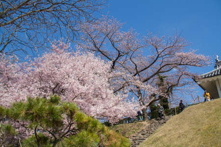 spring cherry flowers blossoms in Japanのeditorial素材