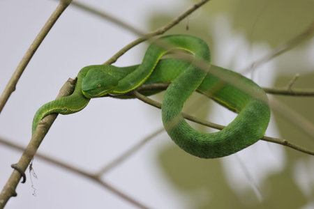 Image of green snake on tree branch. Reptile. Animal.