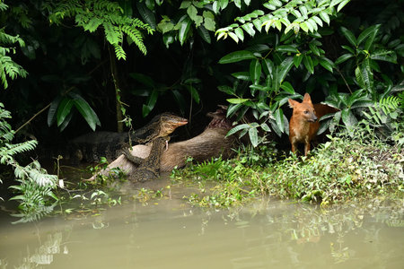Dhole and Water monitor in the river. Wildlife scene from nature.の写真素材