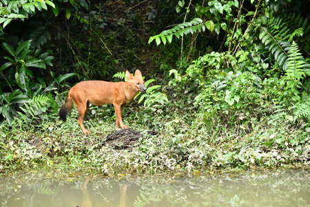 Red dog on the bank of a river in the rainforest.