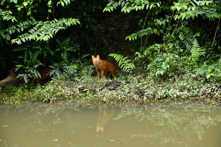 Red dog on the bank of the river in the rainforest.