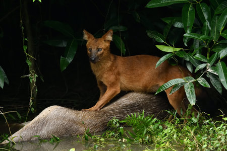 Red Dog, Indian Wild Dog, Asiatic Wild Dog, Whistling Dog, or Whistling Hunter in the jungle