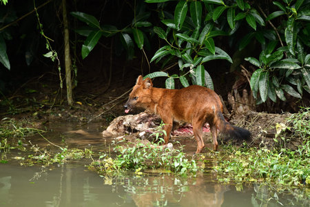 Wild red dog standing on the bank of the river and eating meat