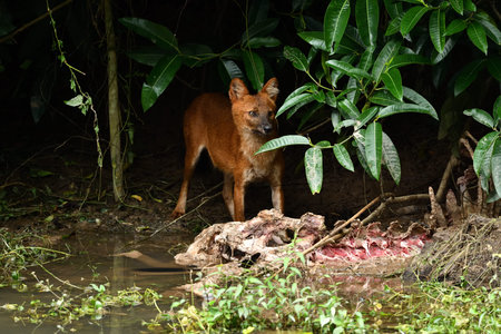 Dhole in the forest of Thailand. Wild animals in nature.