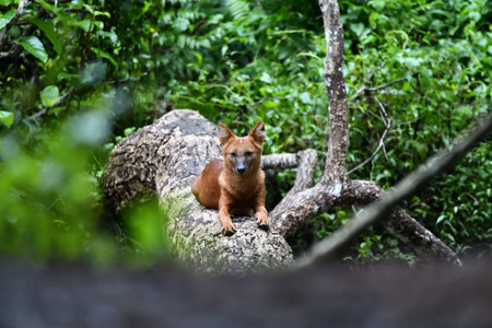 Red dog sitting on a log in the jungle of Khao Yai National Park, Thailand.