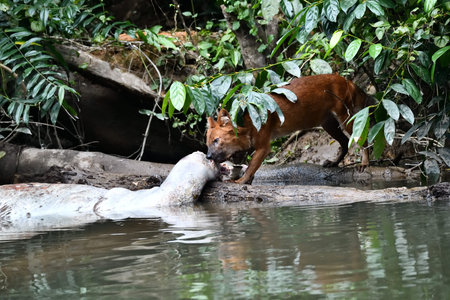 A dog in nature, Thailand.