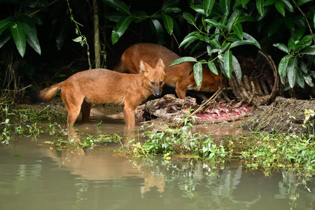 Red dogs in the jungle of Khao Yai National Park, Thailand.
