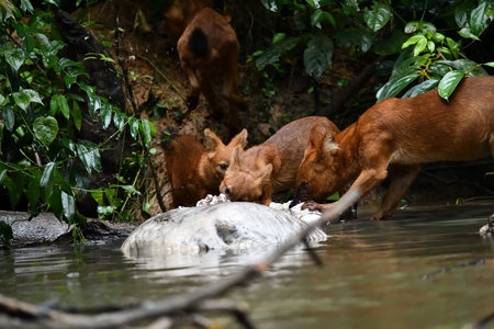 Red Dogs are eating meat from the river in the forest. Thailand