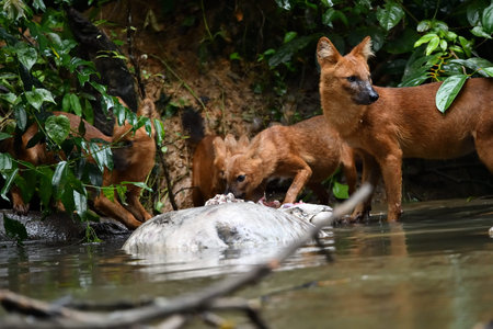 Red dogs in the water. Wildlife scene from the tropics.