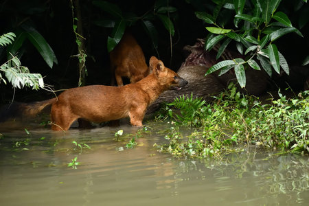 Red Dogs in the rainforest of Khao Yai National Park, Thailand.