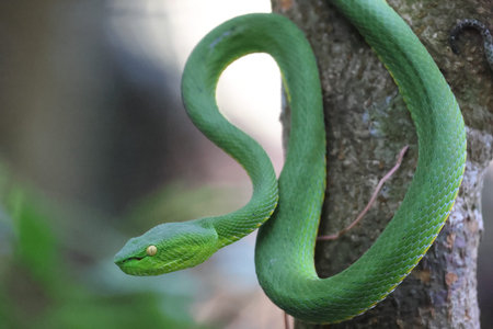 Green tree viper (Trimeresurus bicolor)