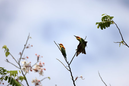 Chestnut-headed Bee-eater (Merops leschenaulti) on a treeの写真素材
