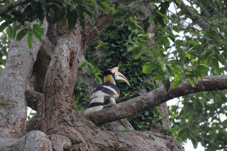 Great Hornbill in a tree in the forest.