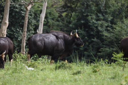 Bison in the grassland of thailand. Wildlife animal.の写真素材