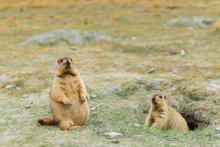 Marmot in Pangong, Leh Ladakh, India.の写真素材