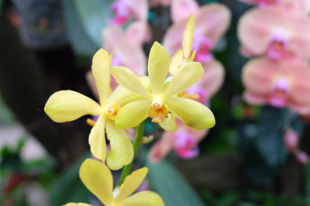 Orchid Flowersの写真素材