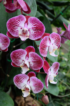 Orchid Flowersの写真素材