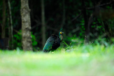 Peacock in forestの写真素材