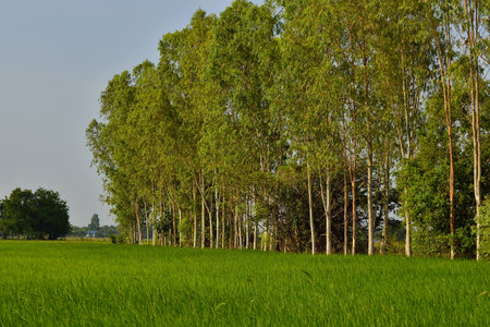 Rice field with trees in country of Thailandの写真素材