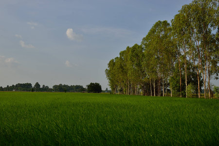 Rice field with trees in country of Thailandの写真素材