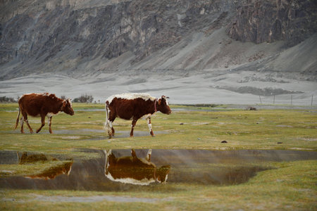Cows with mountain. This photo was shot from Nubra Valley in Leh Ladakh, Indiaの写真素材